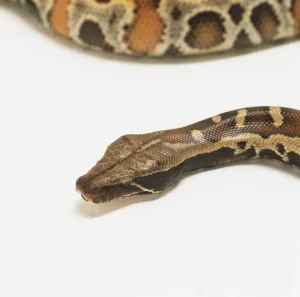 Prints of Head of Blood Python (Python curtus brongersmai), close up Blood Python Prints: Print of Close-up Blood Python Head