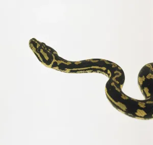 Australian Reptile Photography Prints: Head of Carpet Python (Morelia spilota), side view