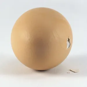 Animal Development Stages Prints: Chick breaking through the surface of the egg shell