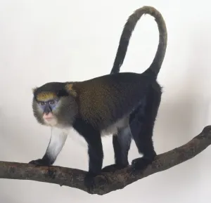 Prints of Mona Monkey, Cercopithecus mona, standing on all fours on tree branch, long tail curling over back, distinctive blue markings around eyes, pink mouth, white hair on underbelly, side view Mona Monkey Prints: Mona Monkey Print