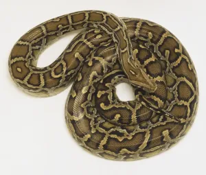 Burmese Python Prints: Overhead view of a coiled Burmese Python