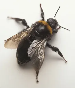 Entomology Images Prints: Overhead of bee