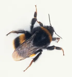 Bumble Bee Print - Overhead View