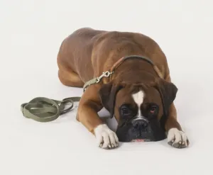 Boxer Dog Breed Prints: Boxer lying down