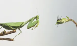 Carnivorous Insects Prints: Praying Mantis about to attack a fly