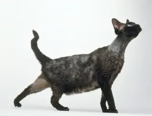 Short Hair Domestic Cats Prints: Blue Devon Rex cat looking up