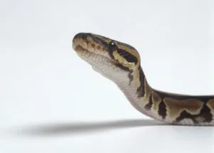 Prints of Royal Python (Python regius) raising its head, close-up, side view Related Prints: Royal Python Profile Print