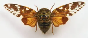 Prints of Pycna repanda, cicada, close up Related Prints: Pycna repanda Cicada Print