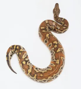 Prints of Pythonidae, Python curtus, Blood python Blood Python Prints: Blood python print