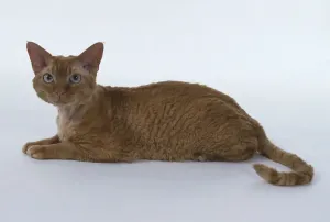 Prints of Red Silver Tabby Devon Rex cat with long, muscular hind legs, lying down Devon Rex Prints: Red Silver Tabby Devon Rex Cat Print
