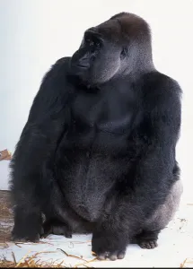 Silverback Gorilla Prints: Silverback Gorilla sitting down