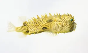Camouflage Fish Prints: Spiny Boxfish