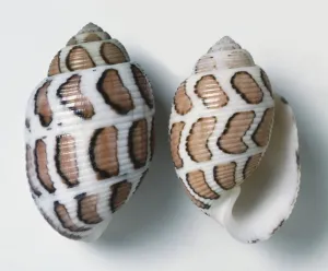 Studio Shot Prints: Eloise Shell Print (Studio Shot)