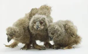 Bird Photography Studio Prints: Three owlets looking down in different direction