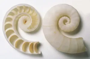 Invertebrate Photography Prints: Side and sectioned view of Common Spirula Shell