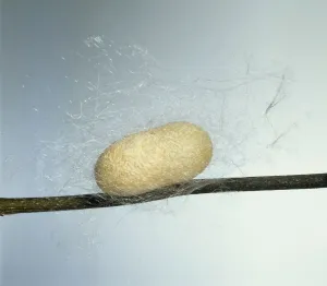 Studio Shot Insect Prints: Silkworm inside cocoon
