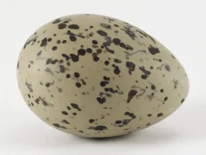 Studio Shot Of An Egg Prints: Whole speckled egg