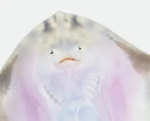 Studio Shot Fish Prints: Underside of a Ray, close up