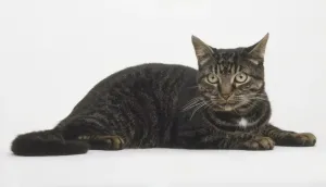 Tabby Cat Lying Down Prints: Tabby cat lying down