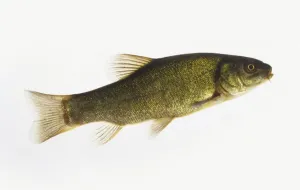 Tench Fish Prints: Tench