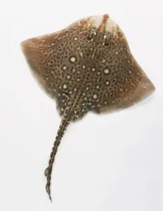 Marine Predator Prints: Thornback Ray