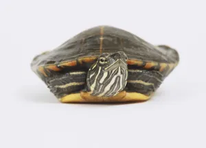 Marine Life Stock Photos Prints: Turtle, front view