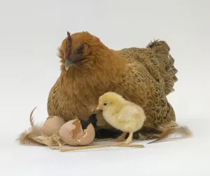 Farm Animals Images Prints: Hen with chick and broken egg shells