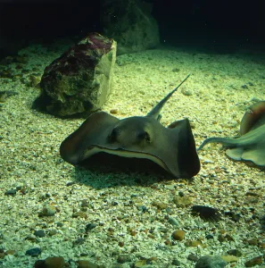 Camouflaged Sea Creatures Prints: Undulate Ray