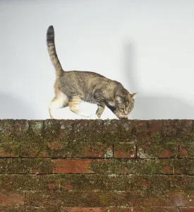 Domestic Cat Behavior Prints: A cat on a wall