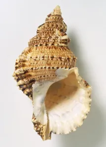 White Background Mollusk Prints: Giant Frog Shell