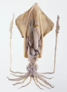 White Background Sea Creature Prints: Model of Giant squid (Architheutis sp. )