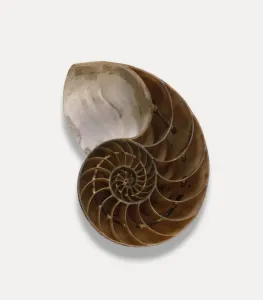 Studio Photography Of Shells Prints: Nautilus shell, cross-section