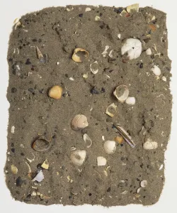 Beach Shells Prints: Sand covered in shells, view from above