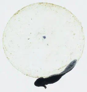 Vertical Prints: Tadpole Hatching Print