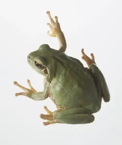 Tree Frog Print, View from Above