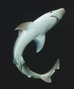 Prints of UNDERSIDE OF SHARK Elasmobranch Prints: Underside of Shark Print (Vertical)