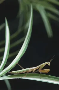 Invertebrate Arthropod Images Prints: Upper torso view of Mantis on leaf
