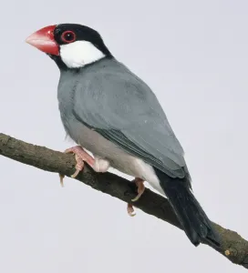Ornithology Photos Prints: Side view of a captive Java Sparrow perched on a thin branch