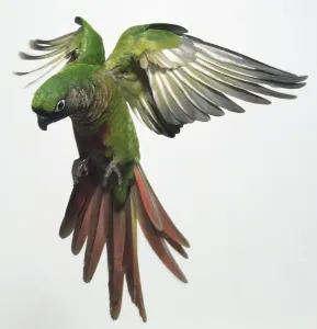 Exotic Bird Photography Prints: Front view of a Red-Fronted Parakeet