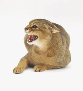 Domestic Cat Behavior Prints: An aggressive cat