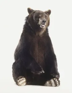 One Animal Studio Photography Prints: Brown bear