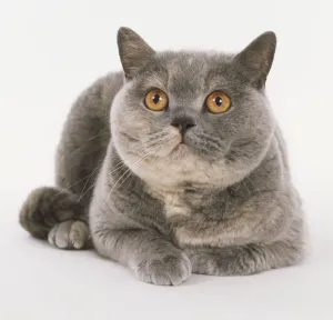 Cat Lying Down Print (Front View)
