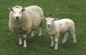 Lamb Looking At Camera Prints: Ewe and lamb