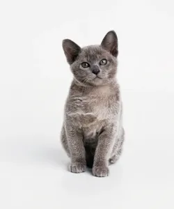 Grey Domestic Cat Prints: A grey kitten, looking at camera