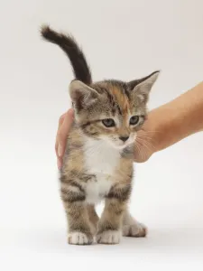 Kitten Portrait Photography Prints: A kitten being stroked