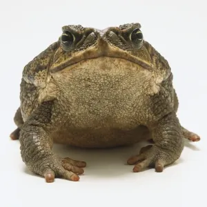 Prints of Front view of Cane Toad (Bufo marinus) Tropical Toad Prints: Cane Toad Print (Front View)
