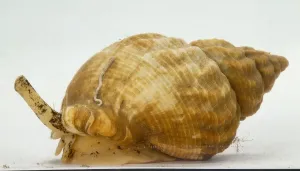 Marine Gastropod Prints: Whelk