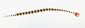 Exotic Sea Creatures Prints: Zebra Pipefish