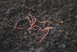 Annelida, Earthworms on surface of soil, close up Annelida, Earthworms on surface of soil, close up
