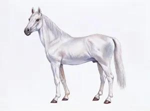 Arabian horse (Equus caballus), illustration Arabian horse (Equus caballus), illustration